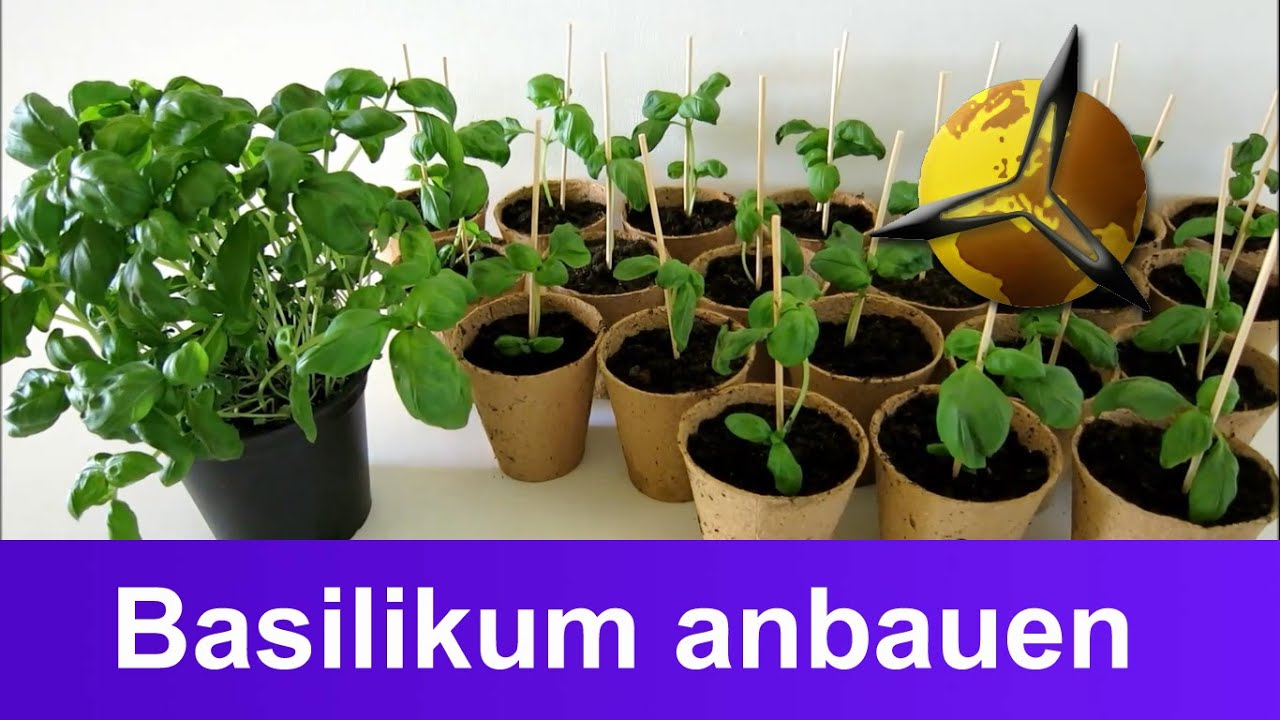 'Video thumbnail for Basilikum selber anbauen, ernten und lagern'
