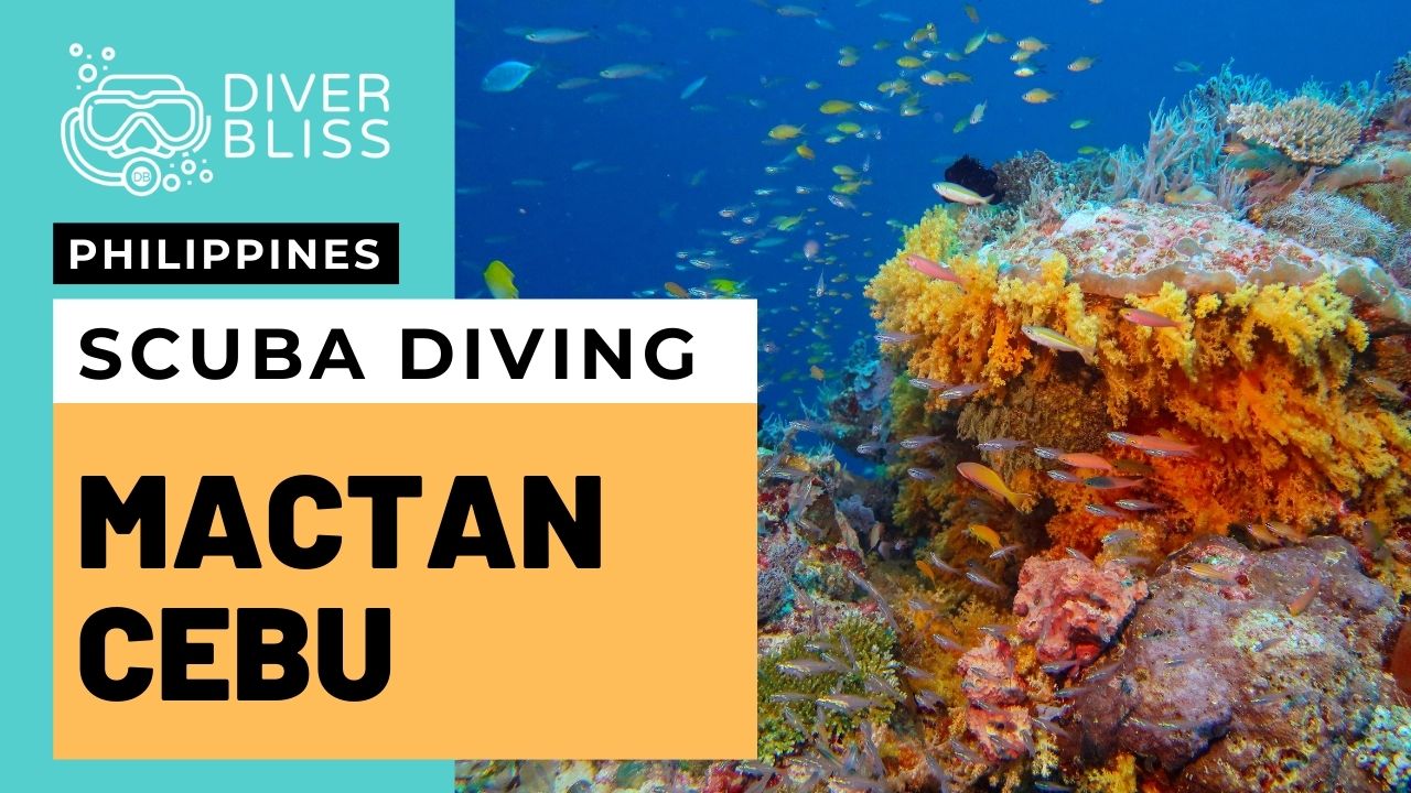 Scuba Diving Mactan And Olango Island