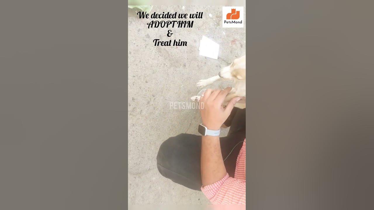 'Video thumbnail for We Saw This Paralyzed Puppy And What Happened Next Will Surprise You | Dogs | Rescue Story| Petsmond'