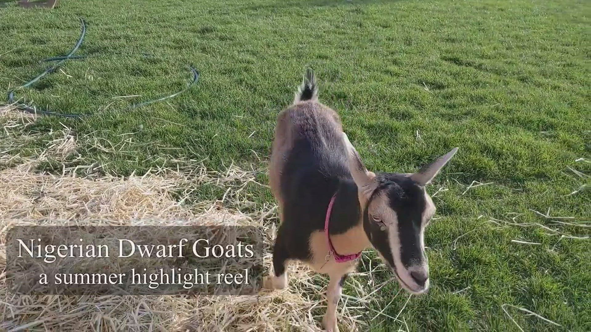 'Video thumbnail for What it's like having Nigerian Dwarf Goats'