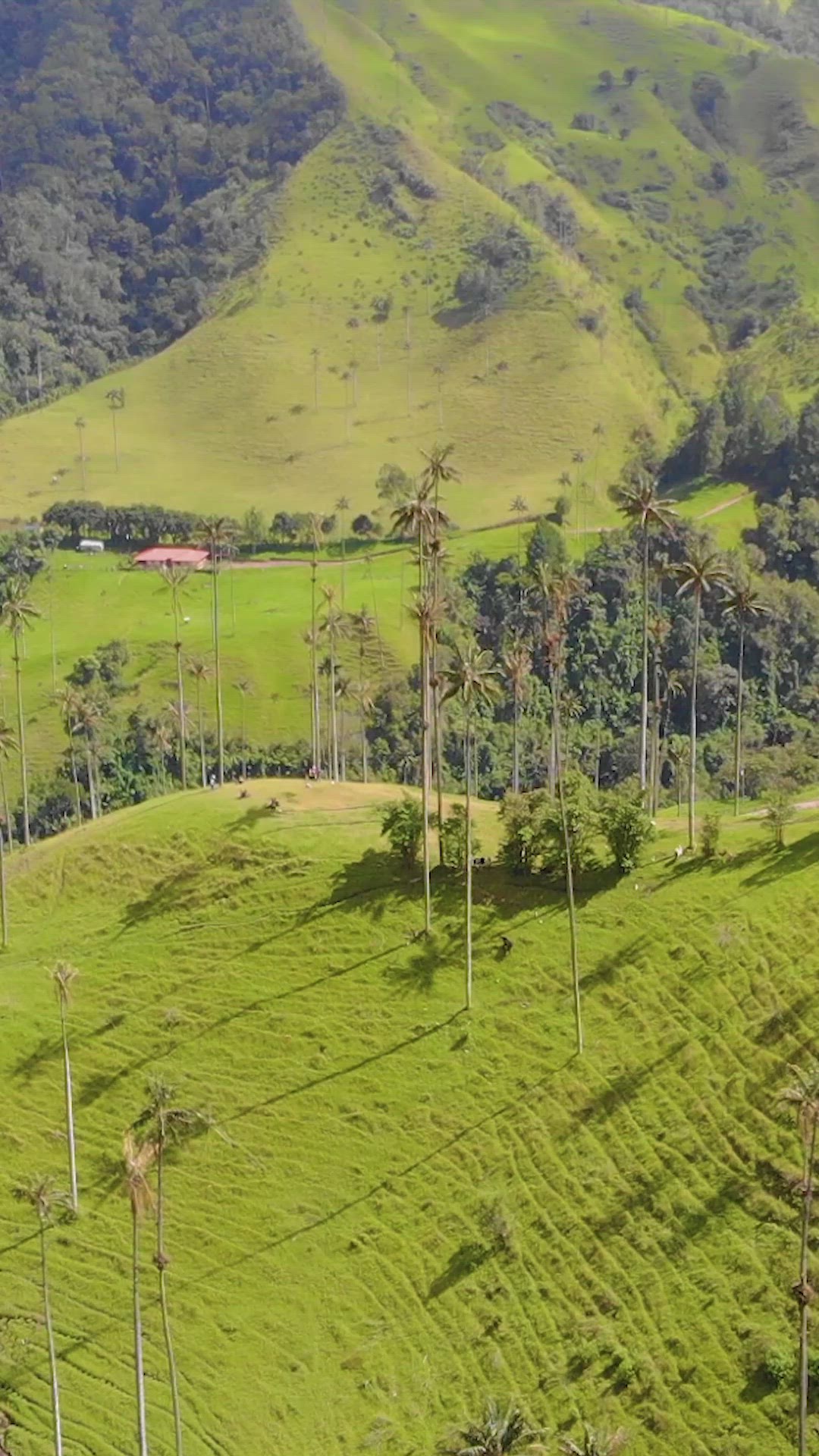 'Video thumbnail for Valle del Cocora'