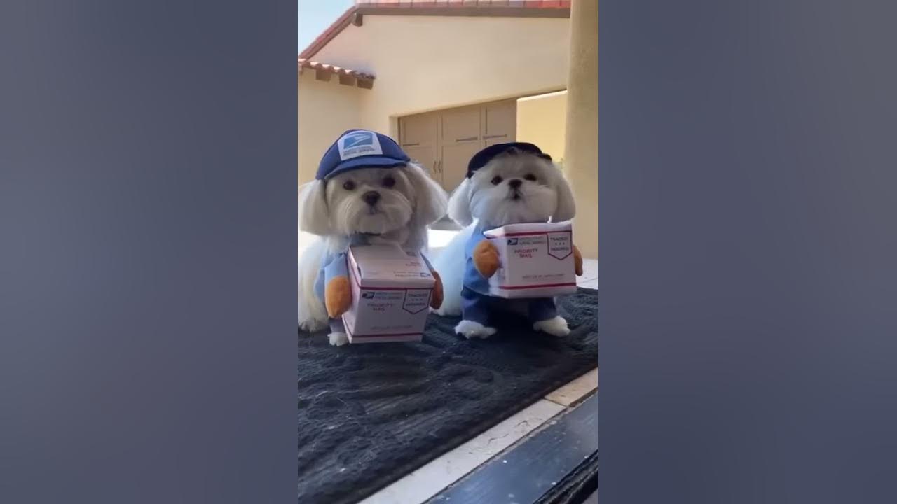 Video thumbnail for Package Tracking USPS Parcel Tracking Help | Courier Tracking Help line