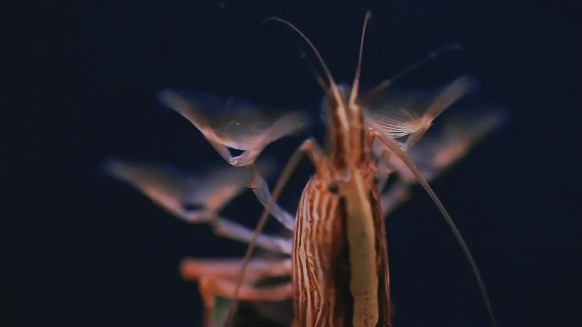 'Video thumbnail for What do Bamboo shrimp eat'