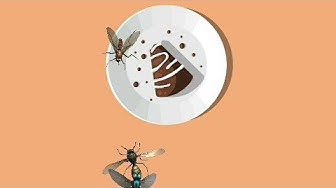 'Video thumbnail for Rèn luyện khả năng phản xạ của bạn I Côn trùng đập bể I Test Your Brain Power I Vũ Giang Channel'