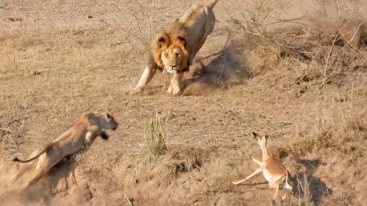 Video thumbnail for This Is Why The Lionesses Hunt