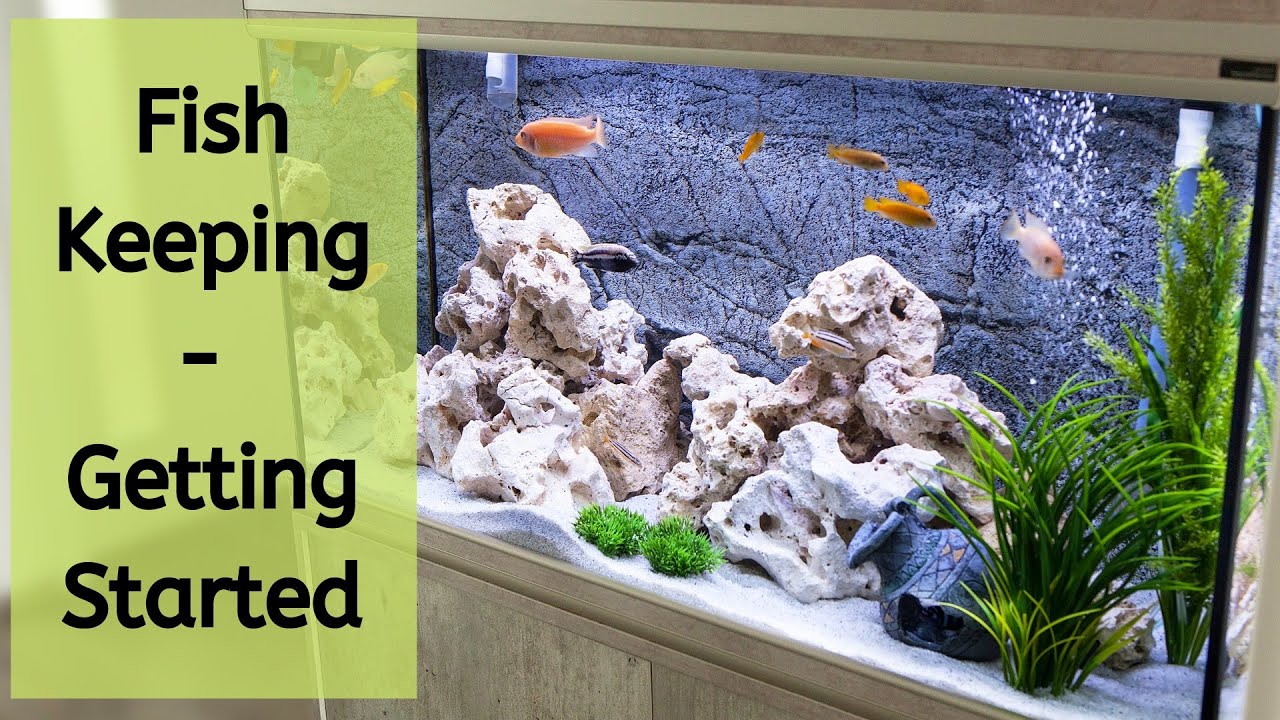 Video thumbnail for How To Start Tropical Fish Keeping For The First Time | Fish Keeping For Beginners