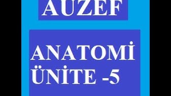 'Video thumbnail for Anatomi Ünite 5 Not ve Sorular - (DOLAŞIM SİSTEMİ)'