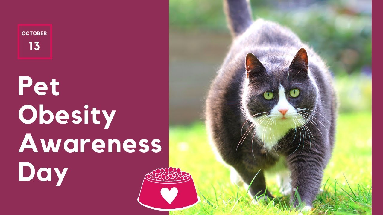 Video thumbnail for Pet Obesity Awareness Day - How to help your pet stay healthy