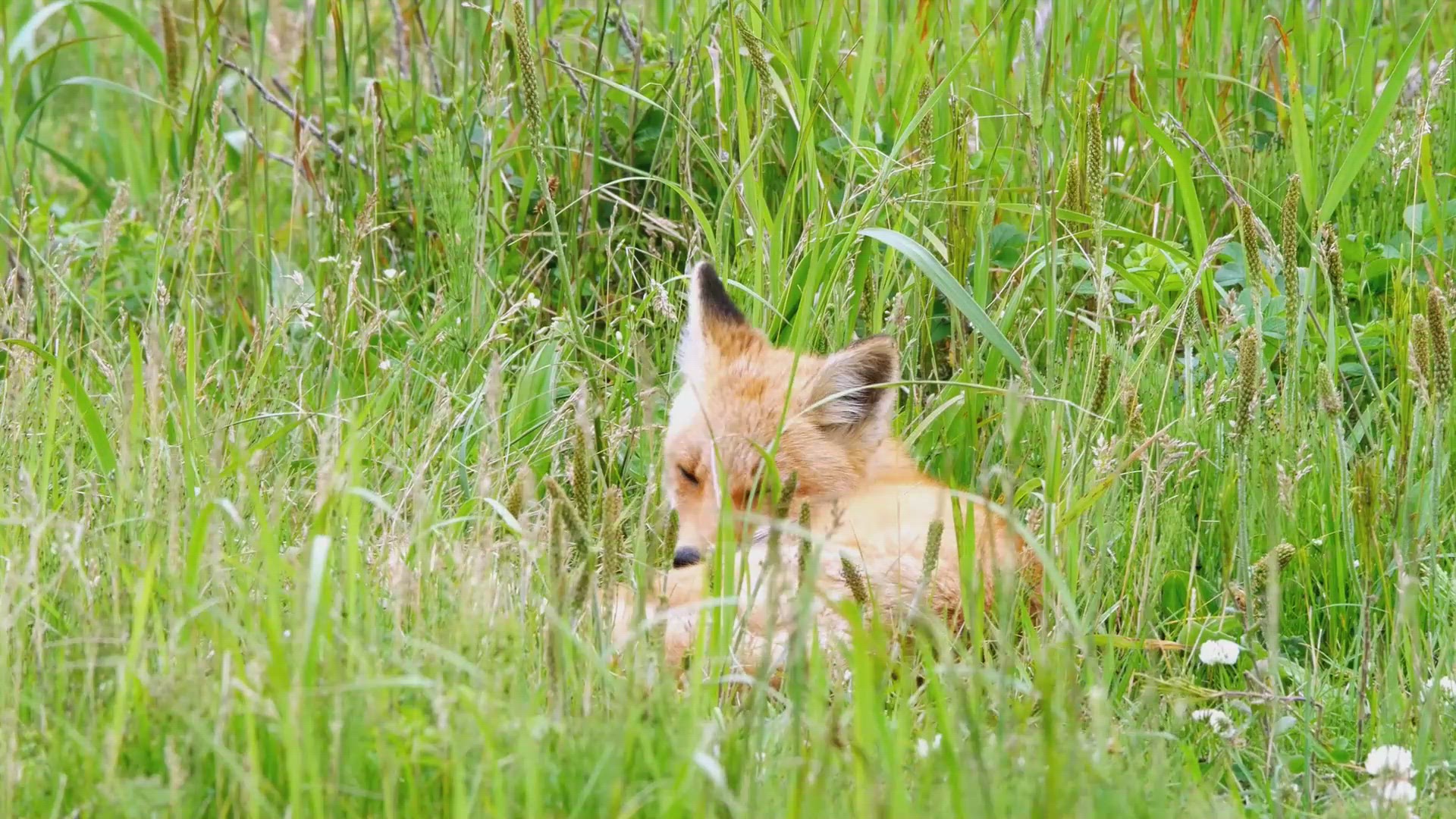 'Video thumbnail for Where Do Foxes Sleep'