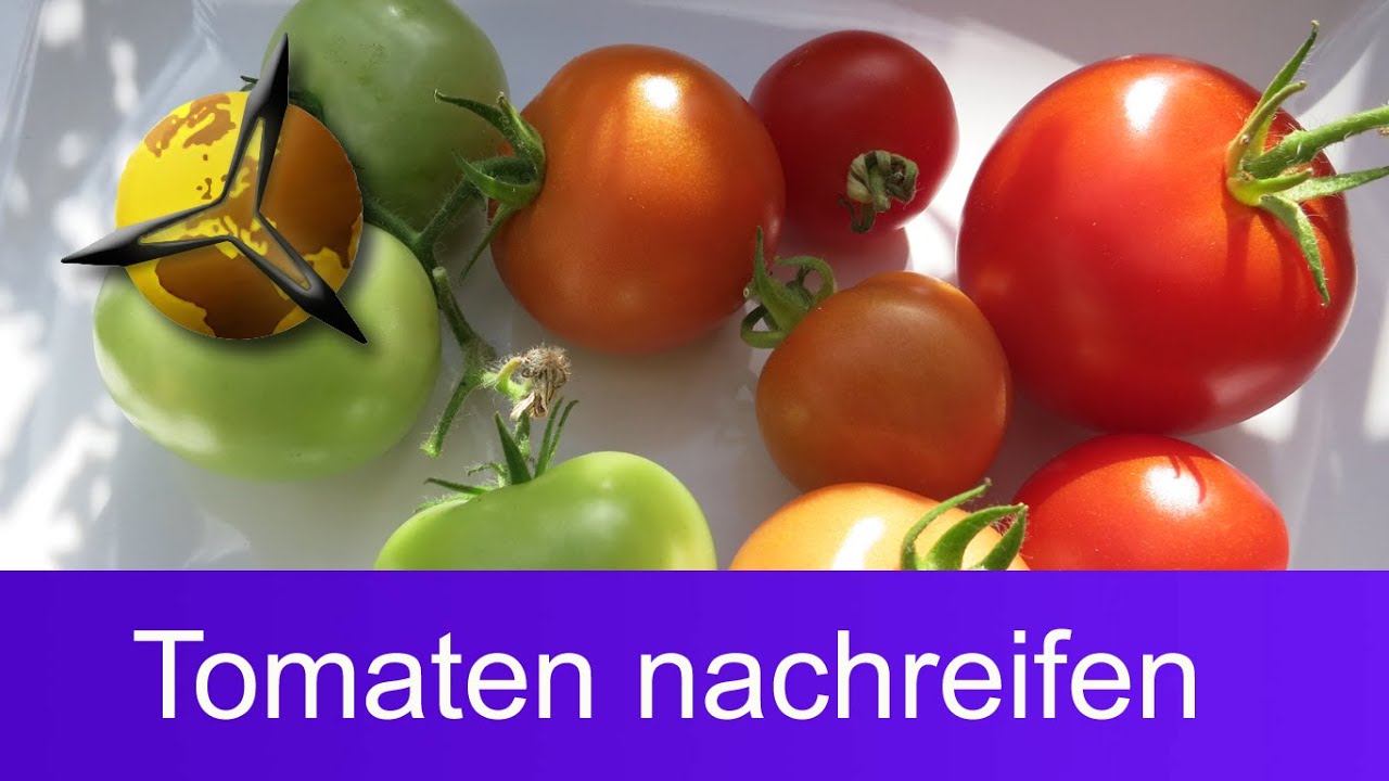 'Video thumbnail for Unreife grüne Tomaten nachreifen lassen'
