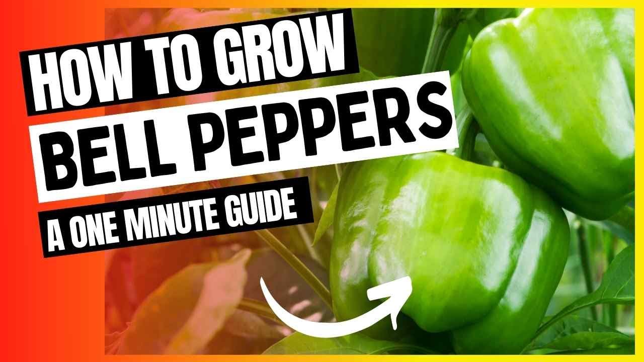 Video thumbnail for 1 Minute Bell Pepper Growing Guide | How To Grow Bell Peppers #shorts