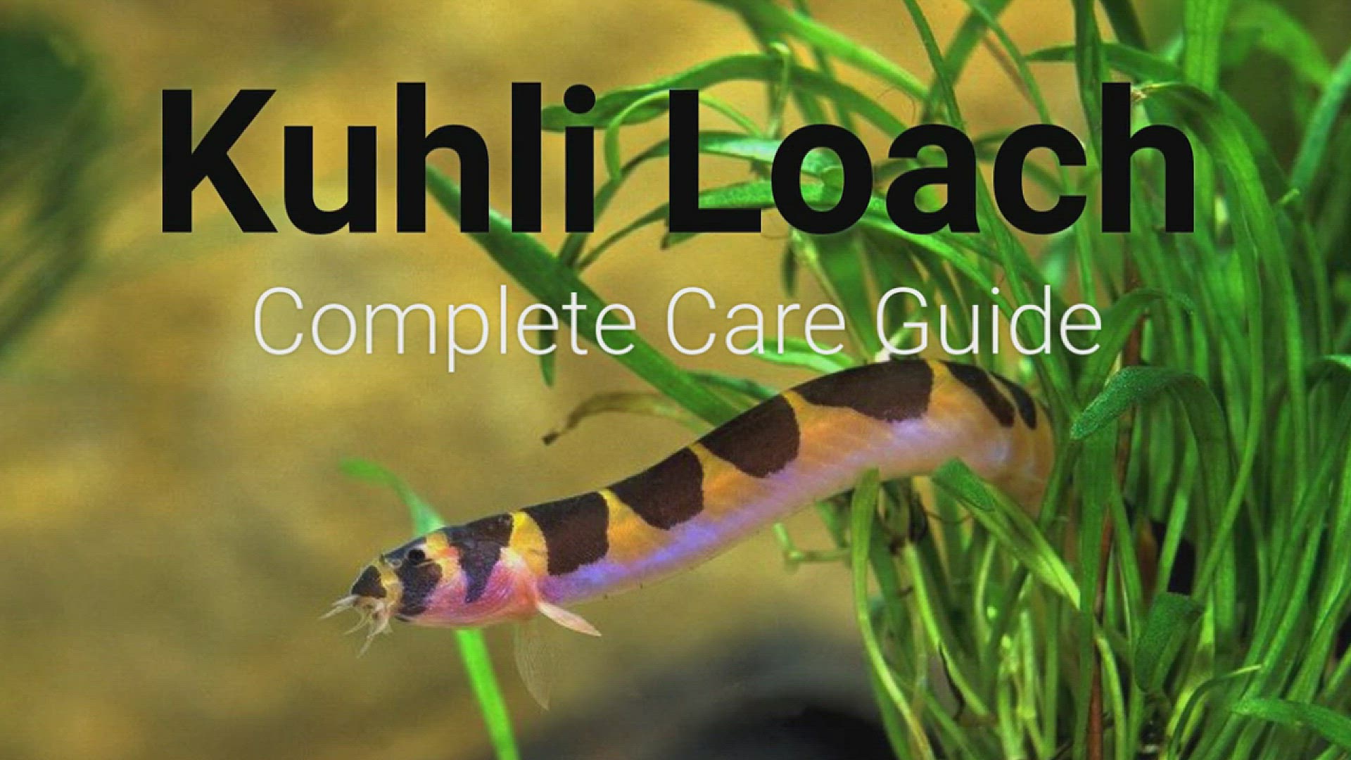 How to create Cobrinha Kuhli fish in an aquarium 