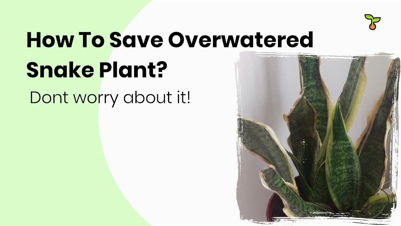 How Do You Save An Overwatered Palm Tree? (Solution & More)
