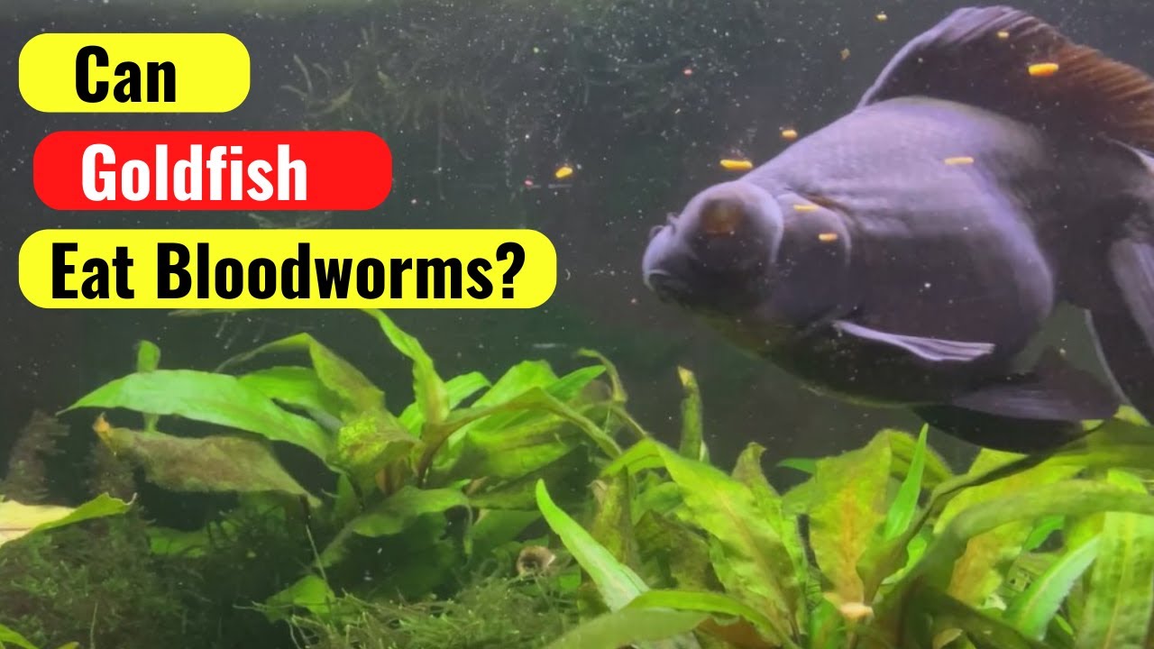 'Video thumbnail for CAN GOLDFISH EAT BLOODWORMS? - Do bloodworms make for a good food for fancy goldfish?'