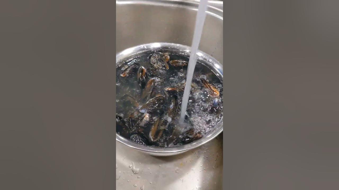 'Video thumbnail for (5 minute recipe) Mussels in White Wine #shorts #easyrecipe #mussels'