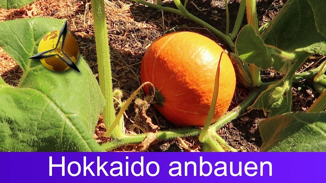 'Video thumbnail for Kürbis pflanzen: Hokkaido selber anbauen & ernten'