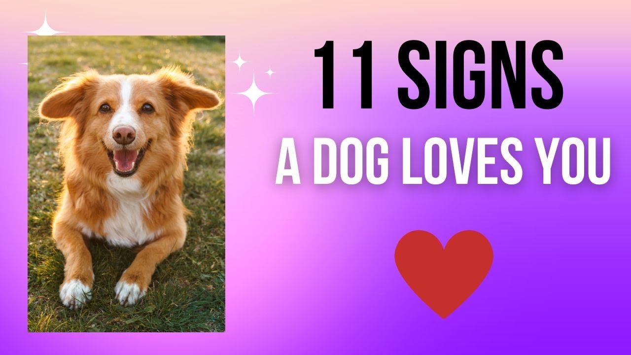 'Video thumbnail for 11 Signs A Dog Loves You (Science, Vet, Pet Parents Confirm!) | Dog Behavior | Facts | PetsMond'