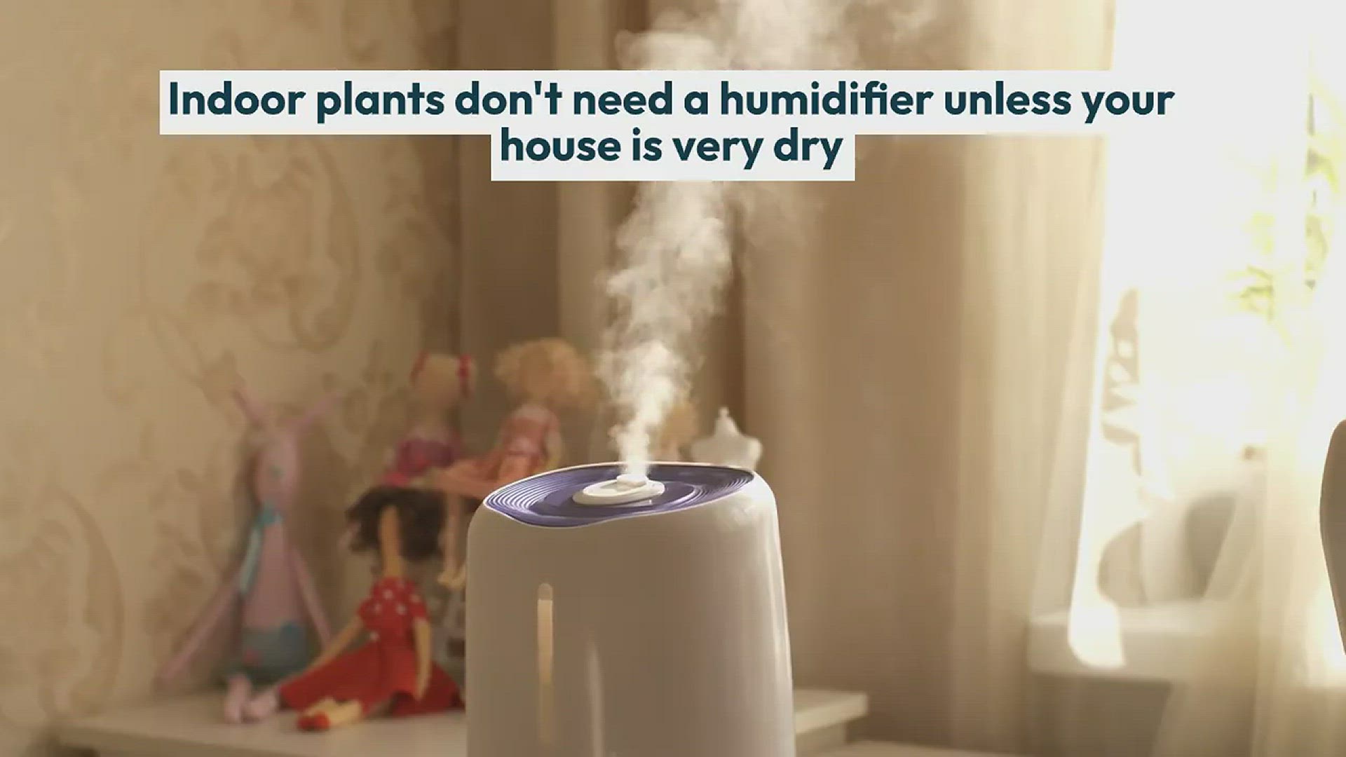 Video thumbnail for Do Houseplants Have to be Misted?