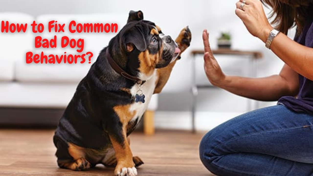 Video thumbnail for How To Fix Common Bad Dog Behaviors? Training Dog Videos | Dogsforest.com