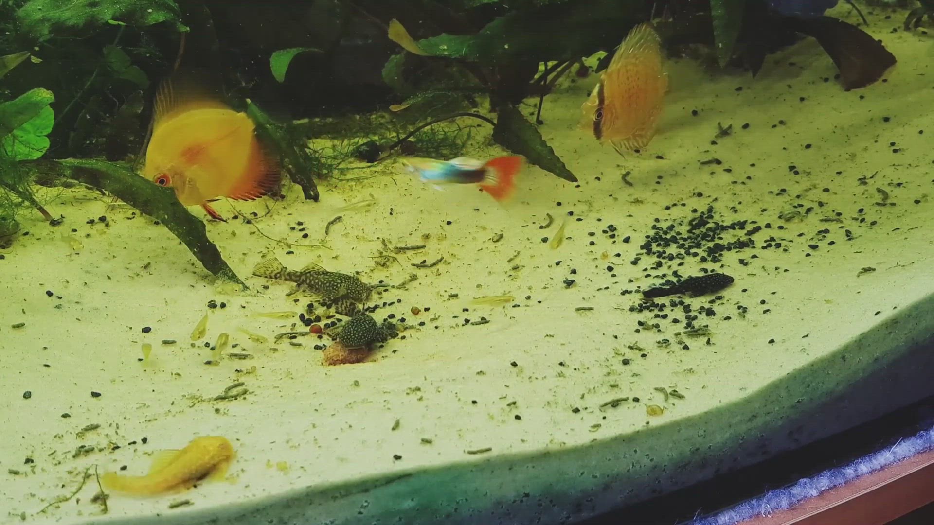 'Video thumbnail for Nano Planted tank'