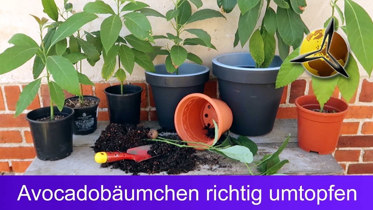 'Video thumbnail for Avocado Pflanze richtig umtopfen'