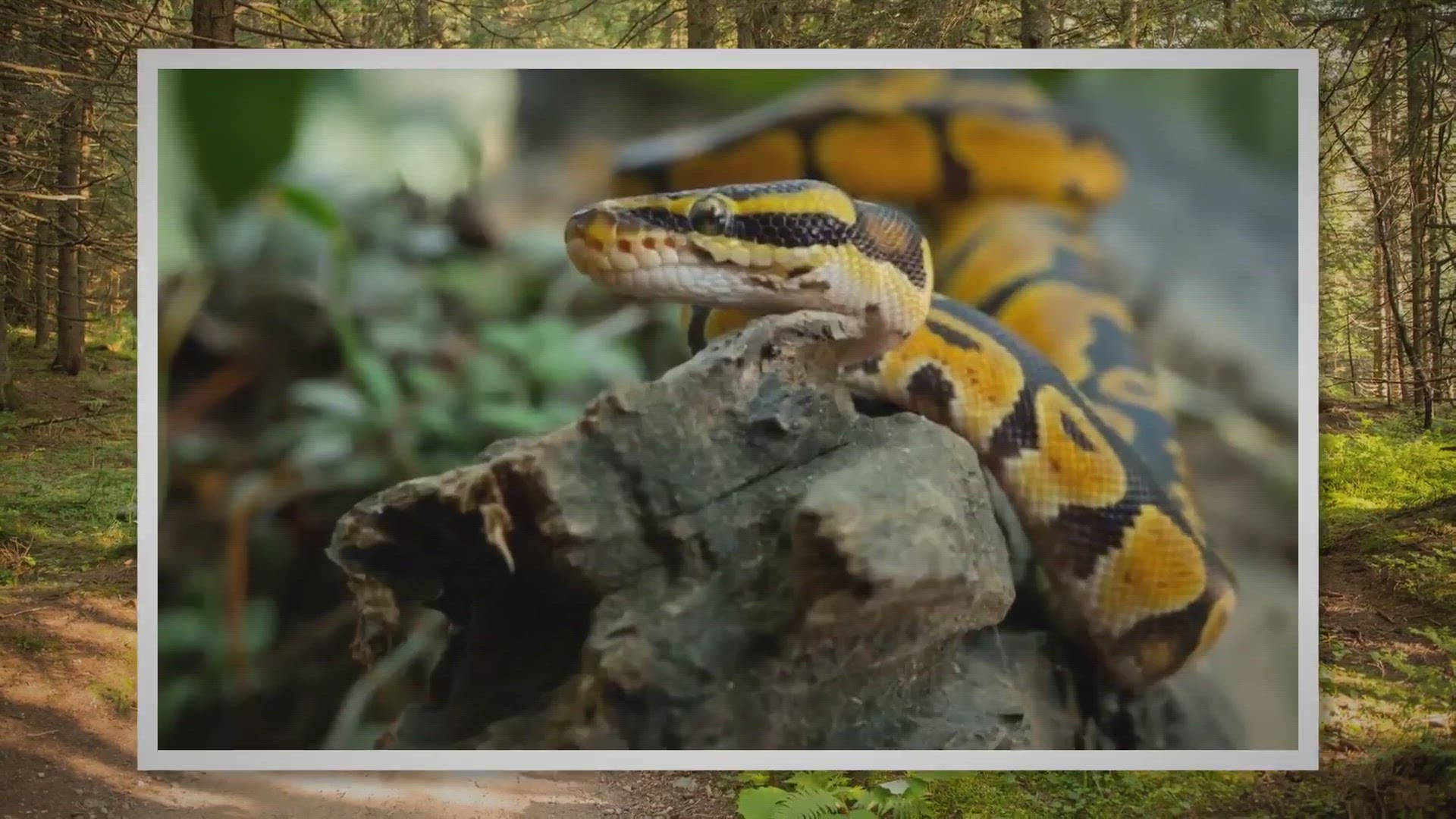 Ball Python Morphs List