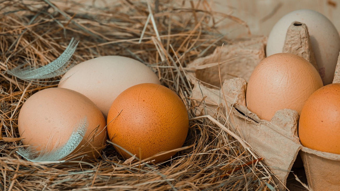 What Bird Lays The Largest Egg? (9 Biggest Bird Eggs in…