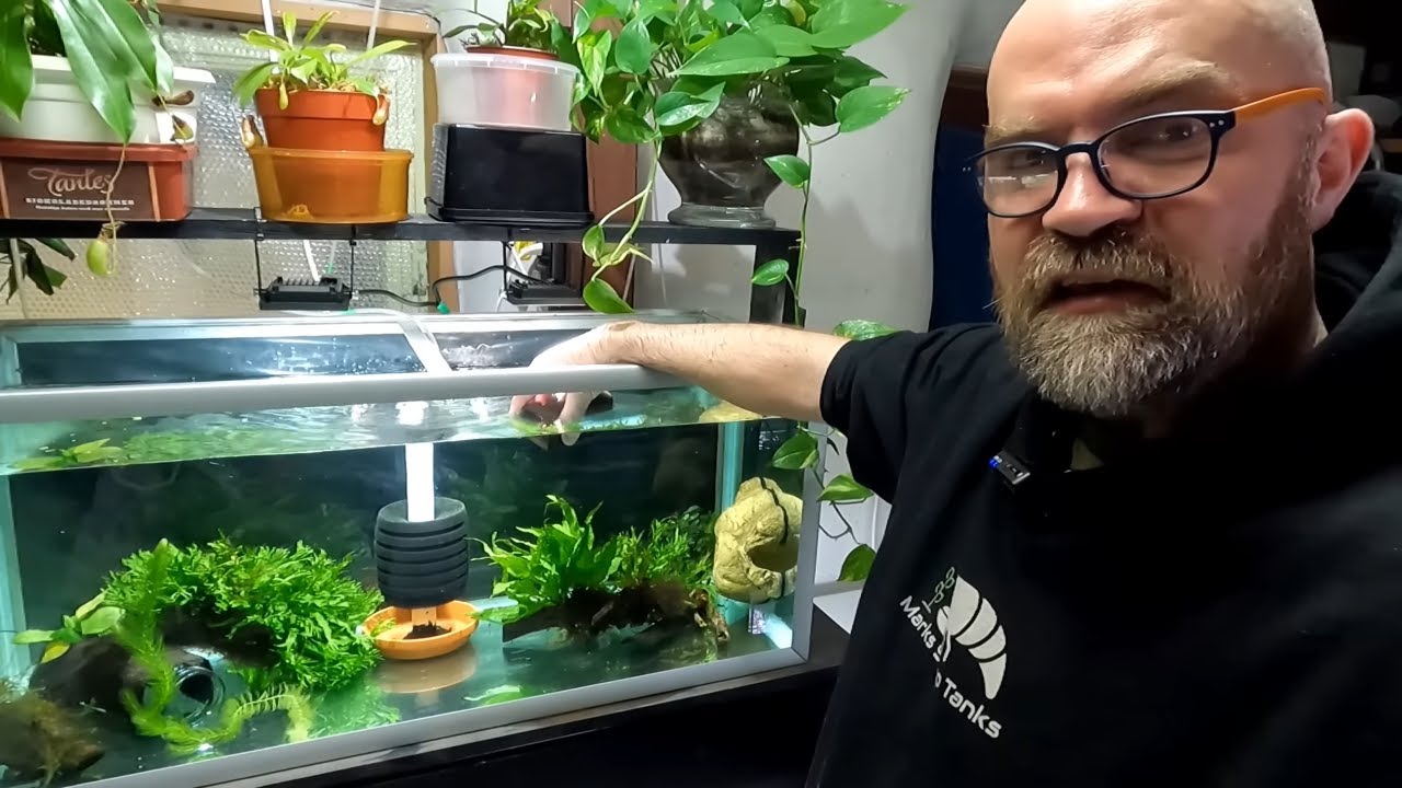 'Video thumbnail for Blue Dream Shrimp Tank Setup: The Ultimate Guide (How To)'