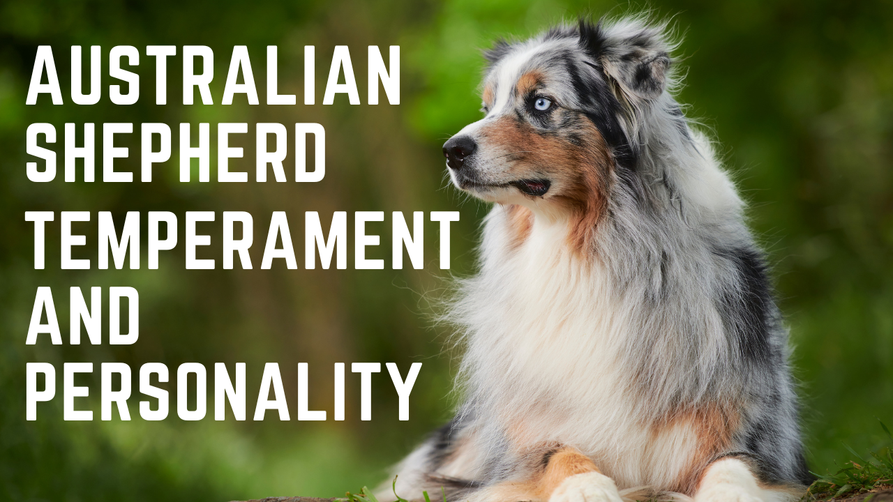 Australian Shepherd Temperament & Personality