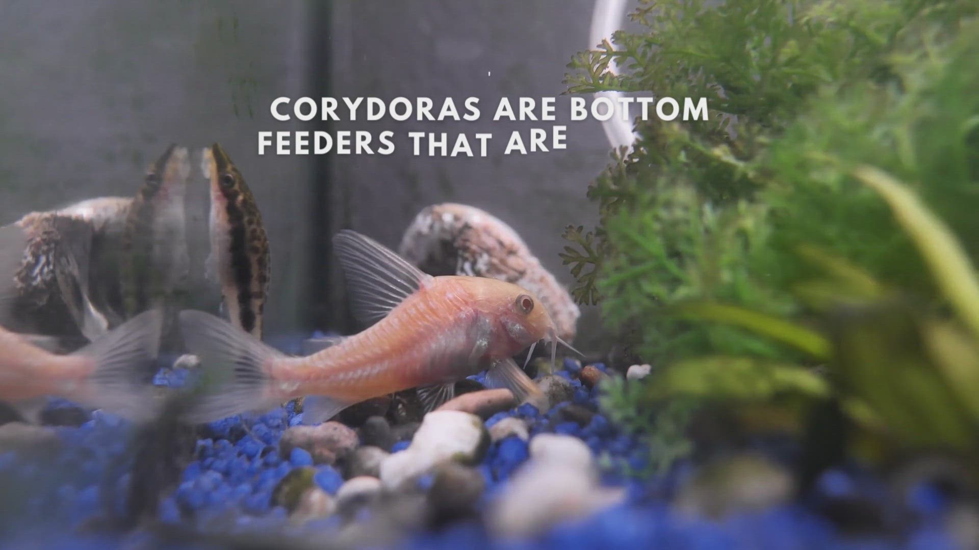 'Video thumbnail for What you should be feeding your Bronze corydoras'