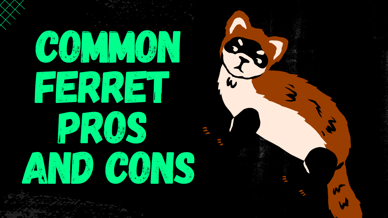 Playlist thumbnail for Small pets