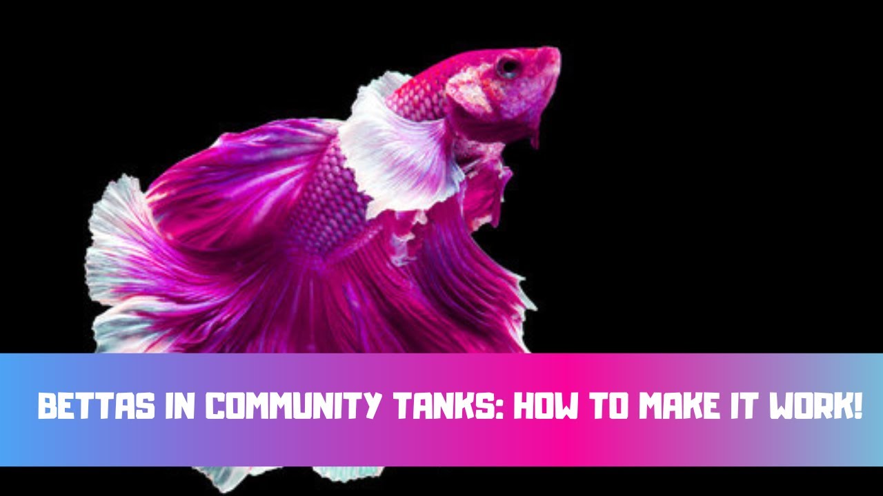 Shark Tank Products Directory - Shark Tank Blog