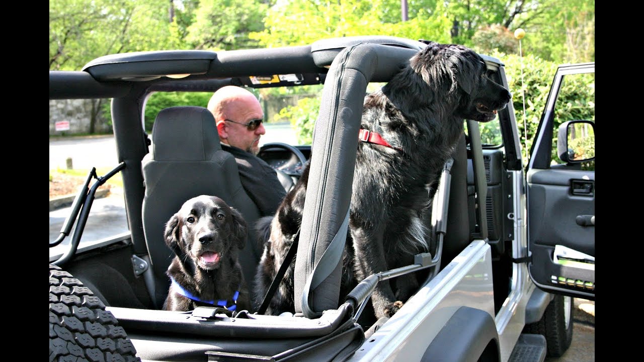 Jeep wrangler 2025 dog restraint