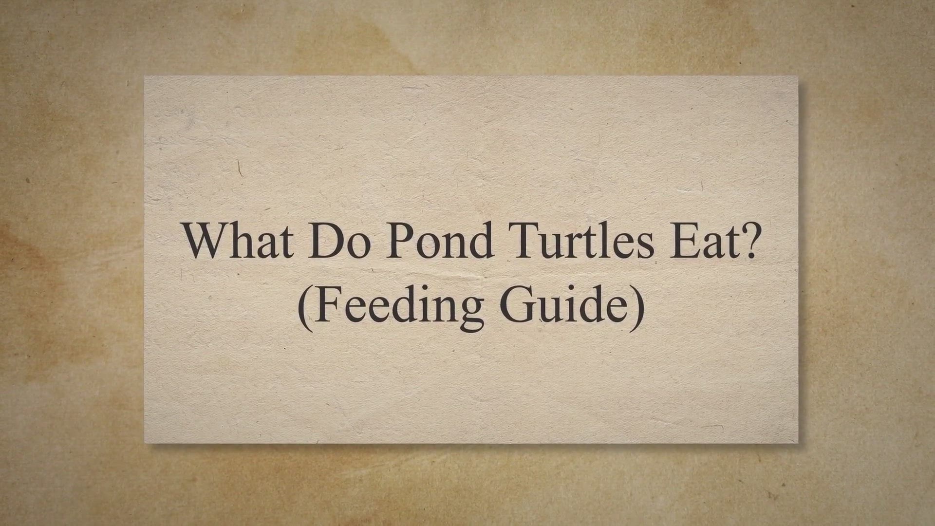 Video thumbnail for What Do Pond Turtles Eat? (Feeding Guide)