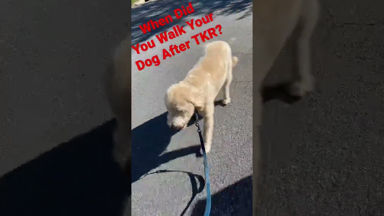 Video thumbnail for Walking your dog after TKR