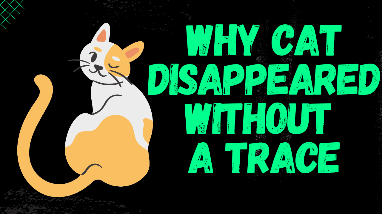 Playlist thumbnail for Cats