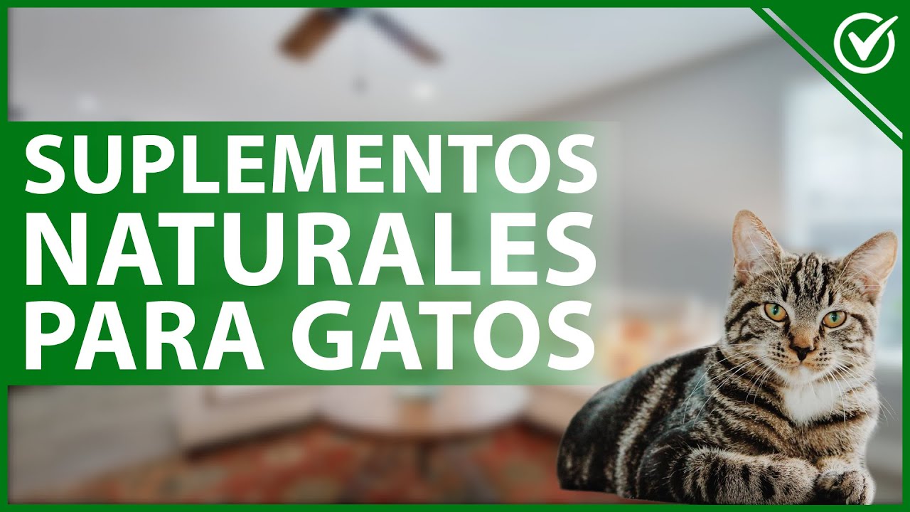 Video thumbnail for 🐈 ¿Cuál es el mejor SUPLEMENTO NATURAL para darle a mi GATO? - Recomendaciones 🌿🐈