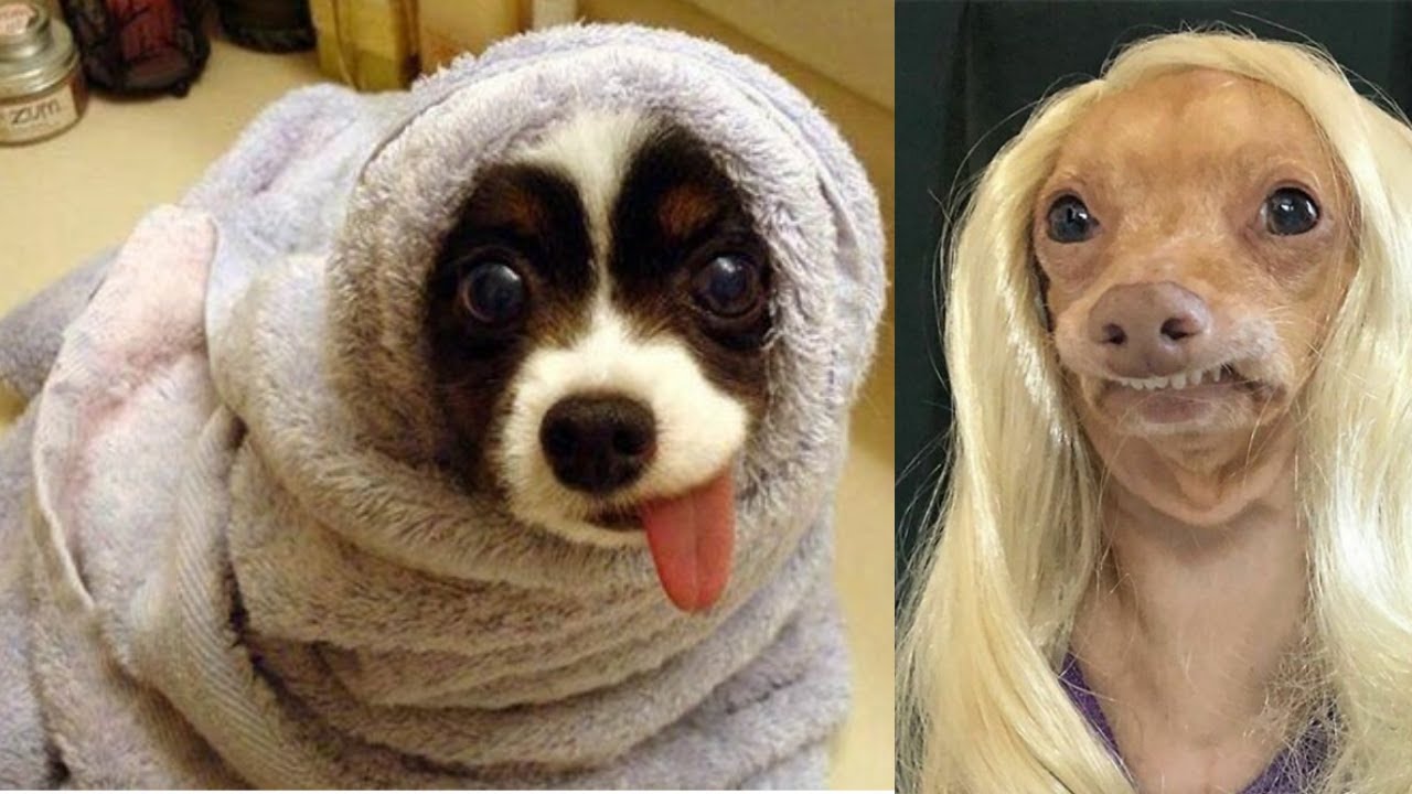 Video thumbnail for The life of a Dog Video | Cute and Funny Dog Videos | Dogsforest.com