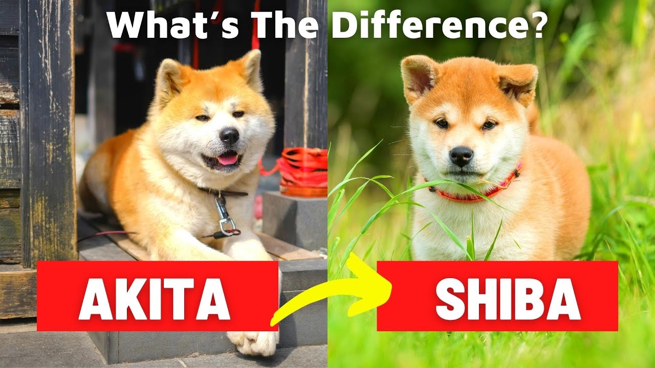 what the diff between a shiba inu and akita