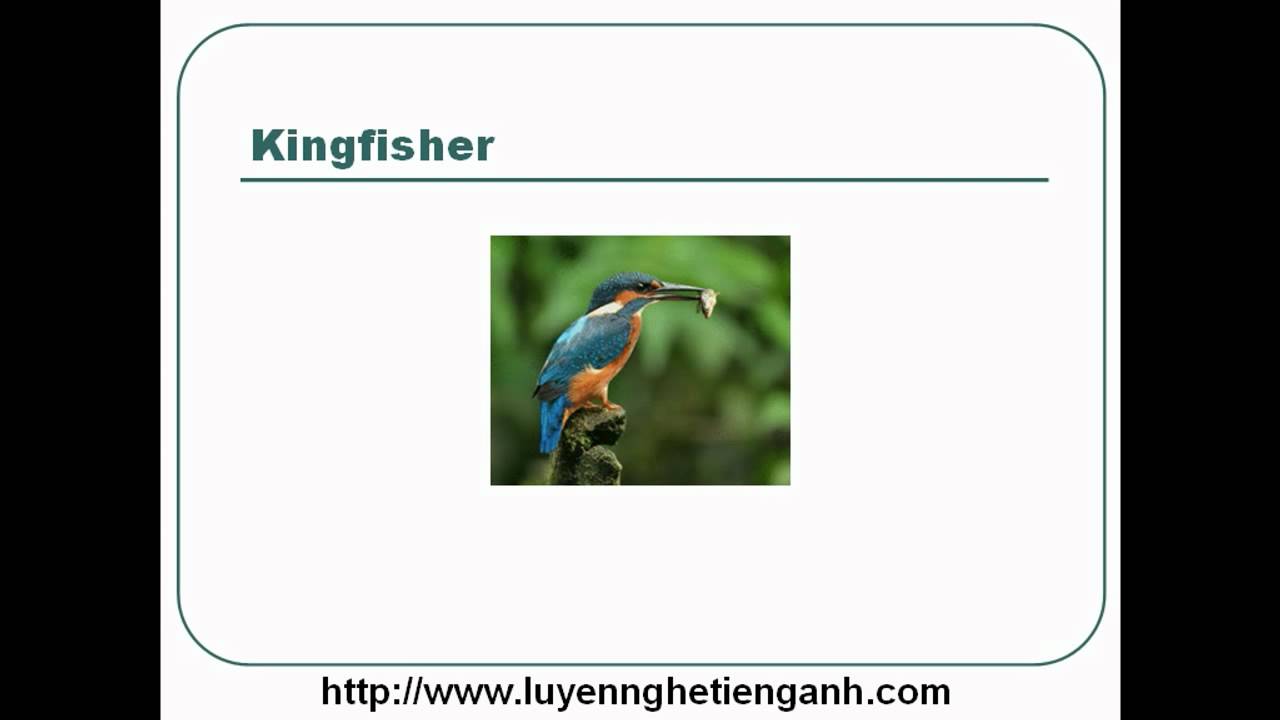 'Video thumbnail for Learn English Vocabulary Through Pictures - Topic - Animals Lesson 02'
