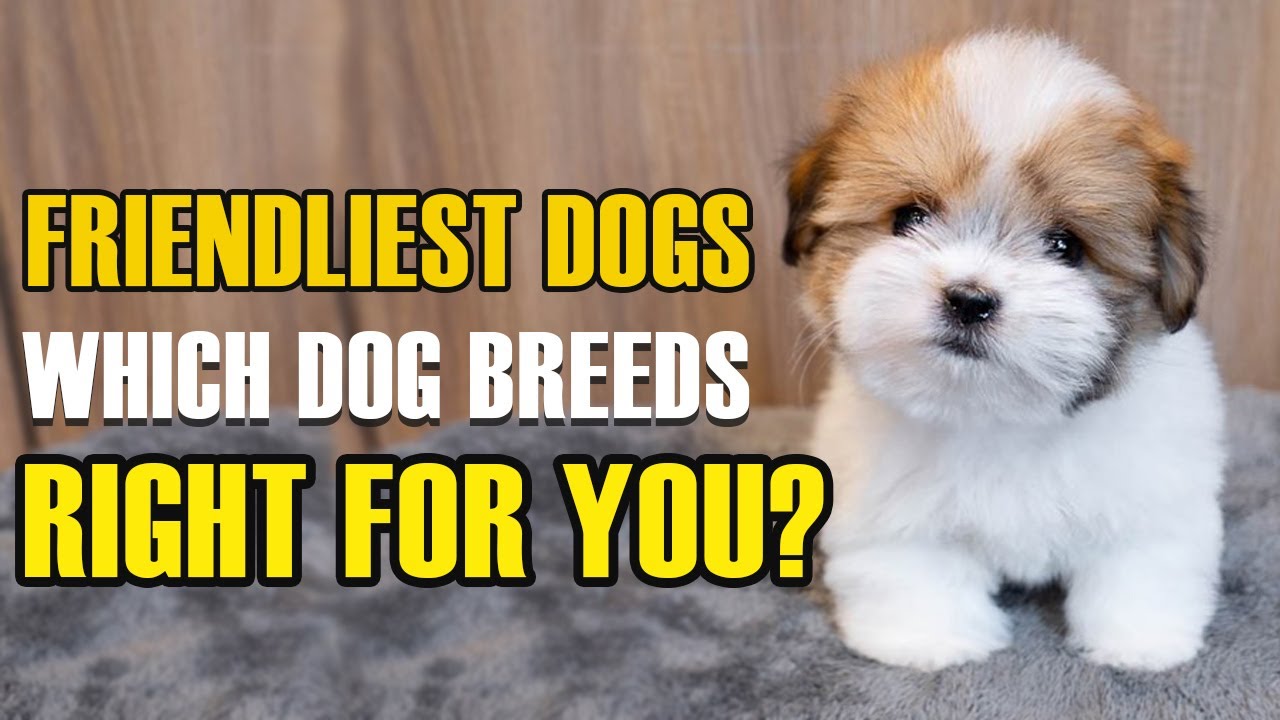 'Video thumbnail for Top 10 Friendliest Dog Breeds and Which Dog breeds Right for You [New Dogs Added]'