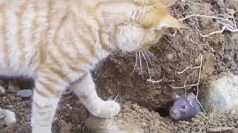 Video thumbnail for Hai Tikus! Hai Kucing! #Shorts #FunnyCats
