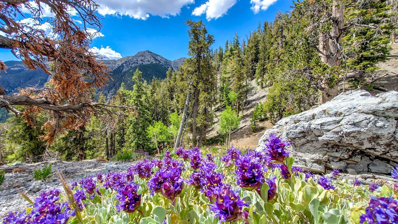 'Video thumbnail for 15 Mount Charleston Hiking Trails'