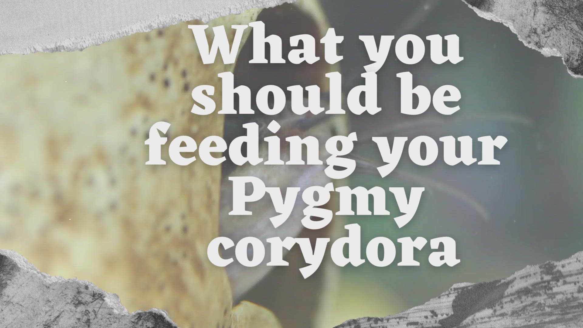 'Video thumbnail for What you should be feeding your Pygmy corydora'