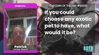 Video thumbnail for Patrick wants a crocodile as a pet. Dangerous, but adorable!