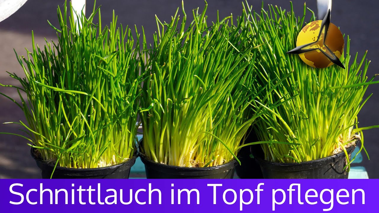 'Video thumbnail for Schnittlauch Pflege im Topf für Küche und Balkon'