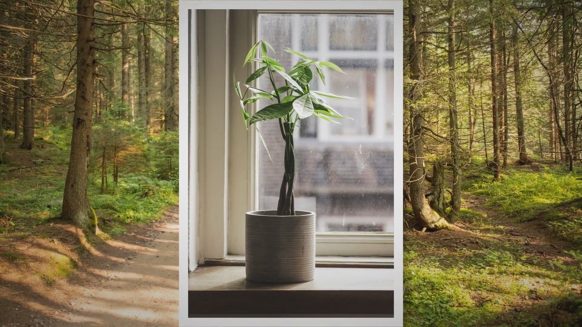 Video thumbnail for Can You Replant Money Trees?