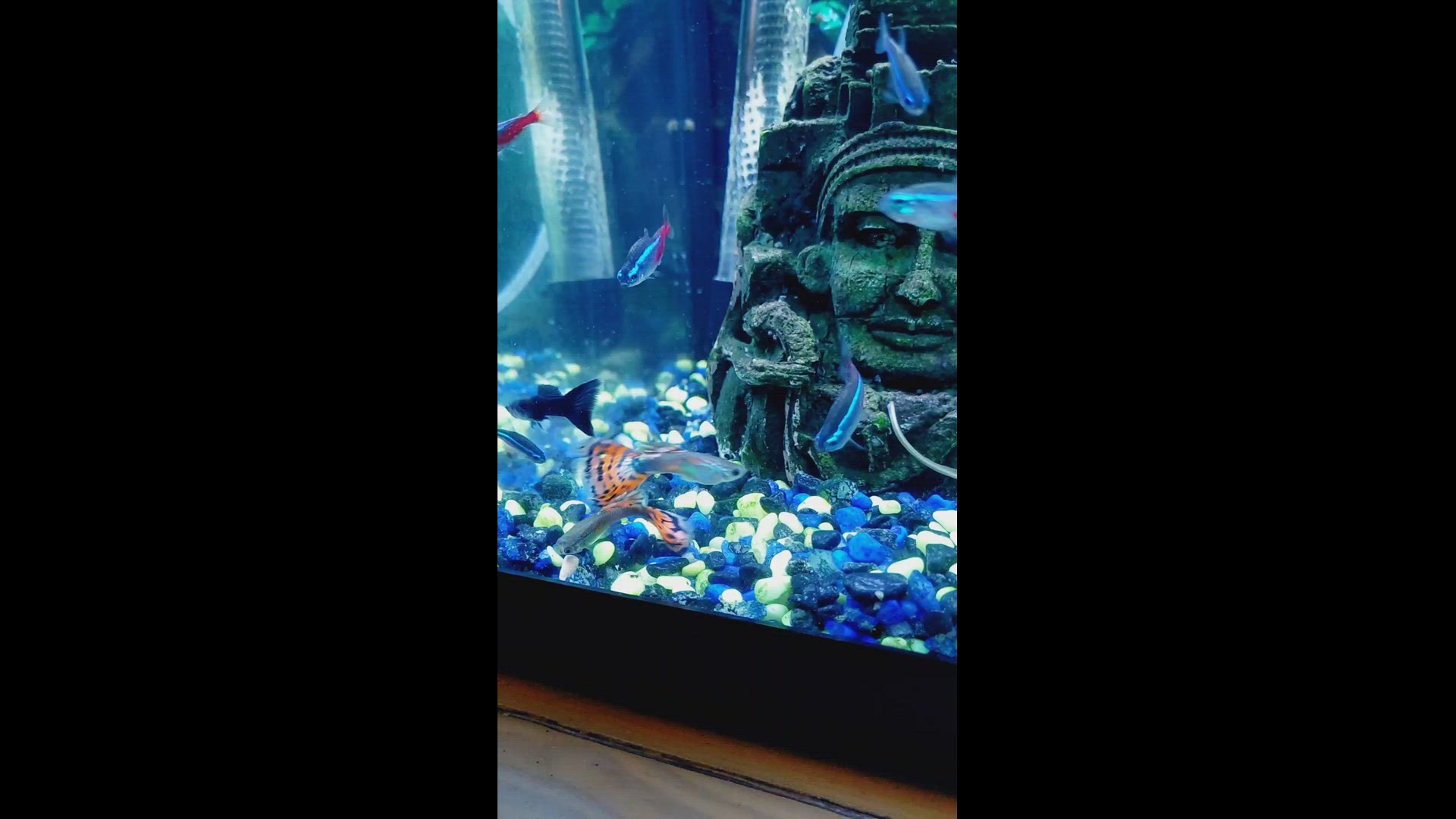 Video thumbnail for Feeding Guppies and Neon Tetras