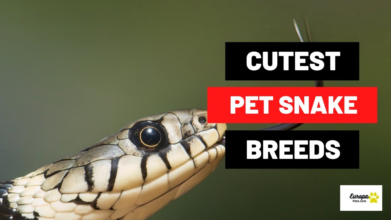 Video thumbnail for Cutest Pet Snake Breeds