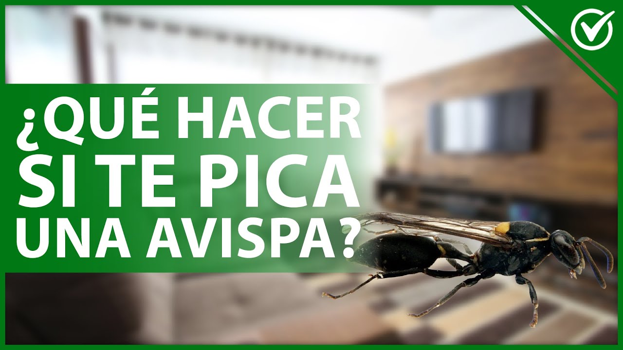 Video thumbnail for 🐝 ¿Qué hacer y cómo CURARTE si una AVISPA te PICA? - Síntomas de alergia 🤕🐝